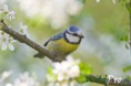 /album/galleria-foto-fotografia-naturalistica/mg-4812-1200px-1200px-jpg/